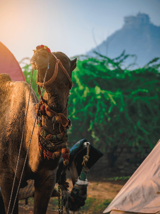 Pushkar Camel