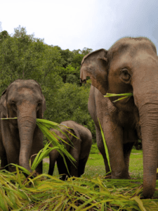 Chiang Mai, Elephant Sanctuary