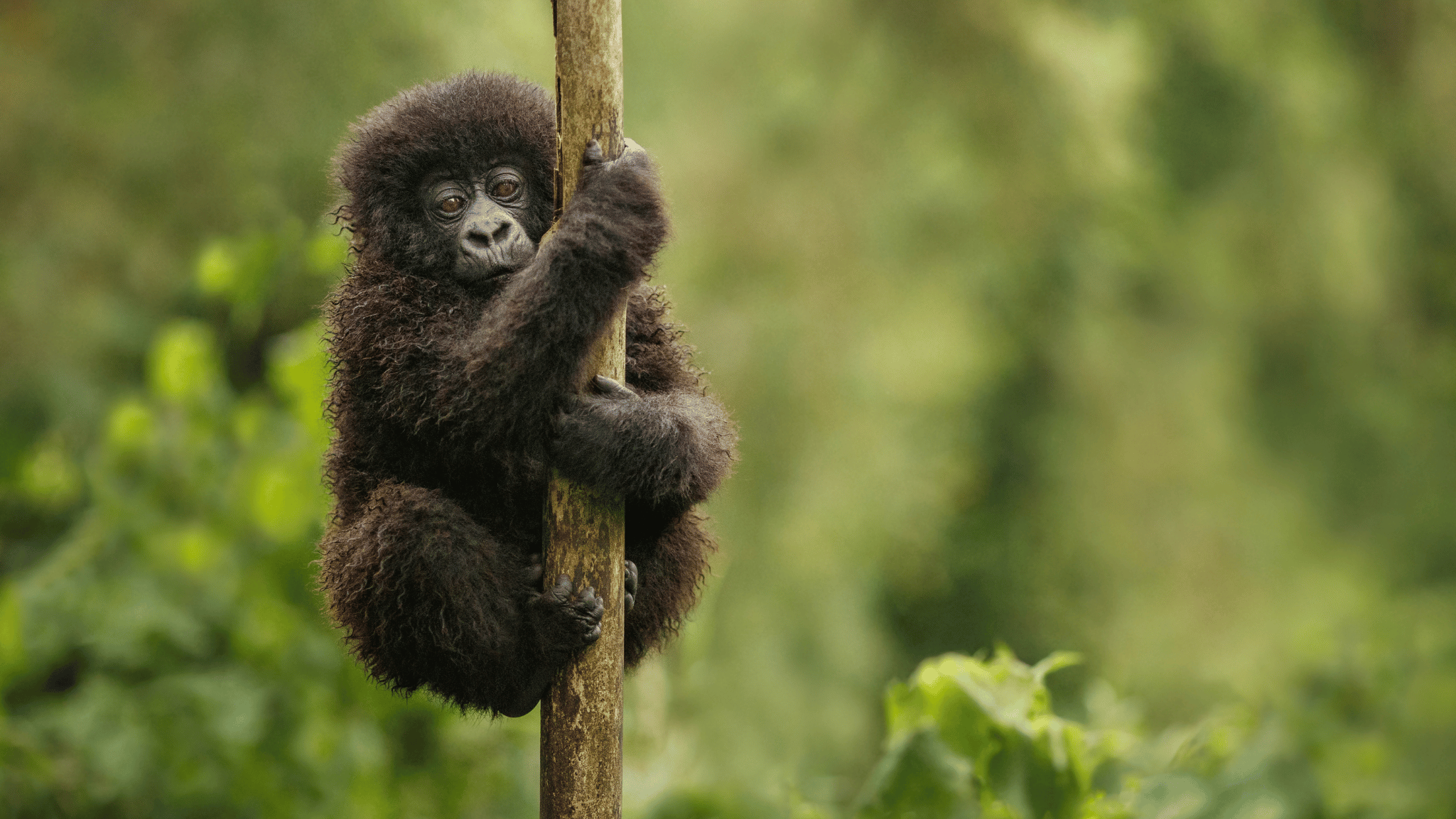 Trekking with the Gorillas in Uganda