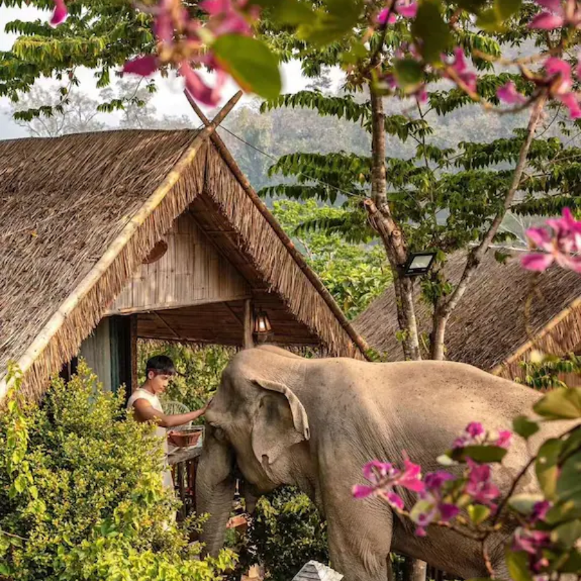 Elephant Sanctuary for our Thailand Lantern Festival Tour